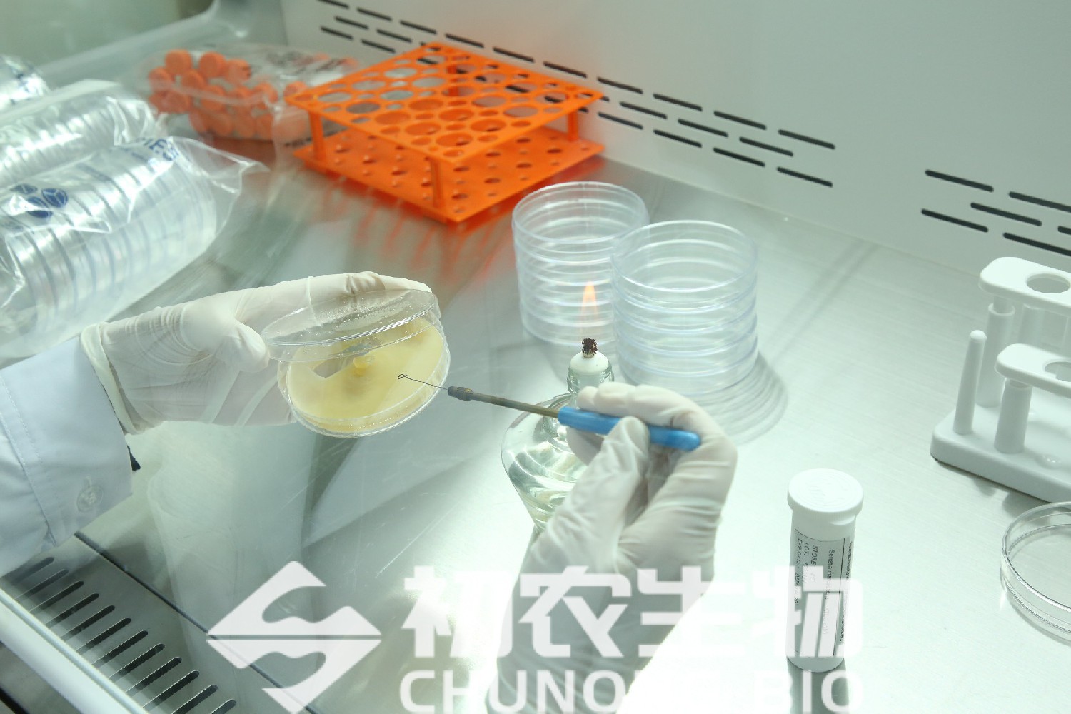 微生物檢驗的基本操作技術(shù)-微生物的接種、分離