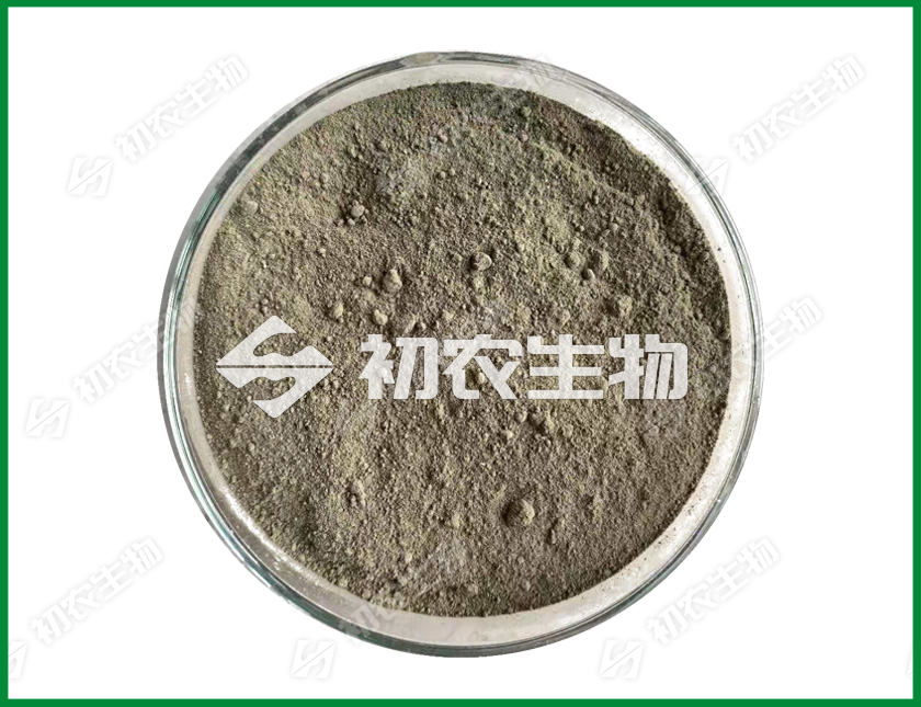 綠僵菌（蟲生真菌類）