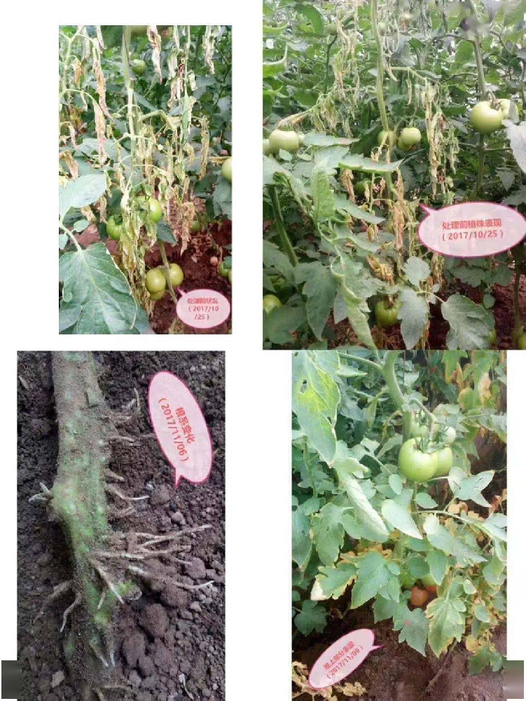 （三）帶您了解哈茨木霉？